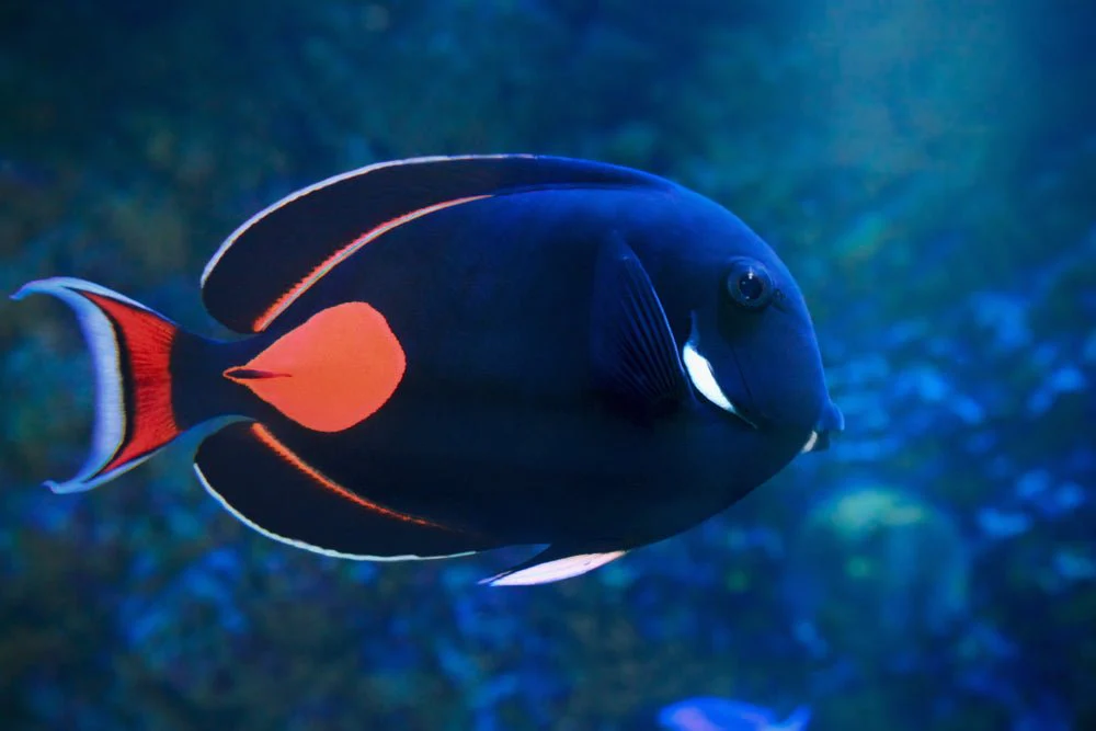 Achilles Tang (Acanthurus achilles)
