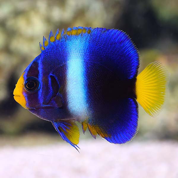Africanus Angelfish West African large angelfish for sale