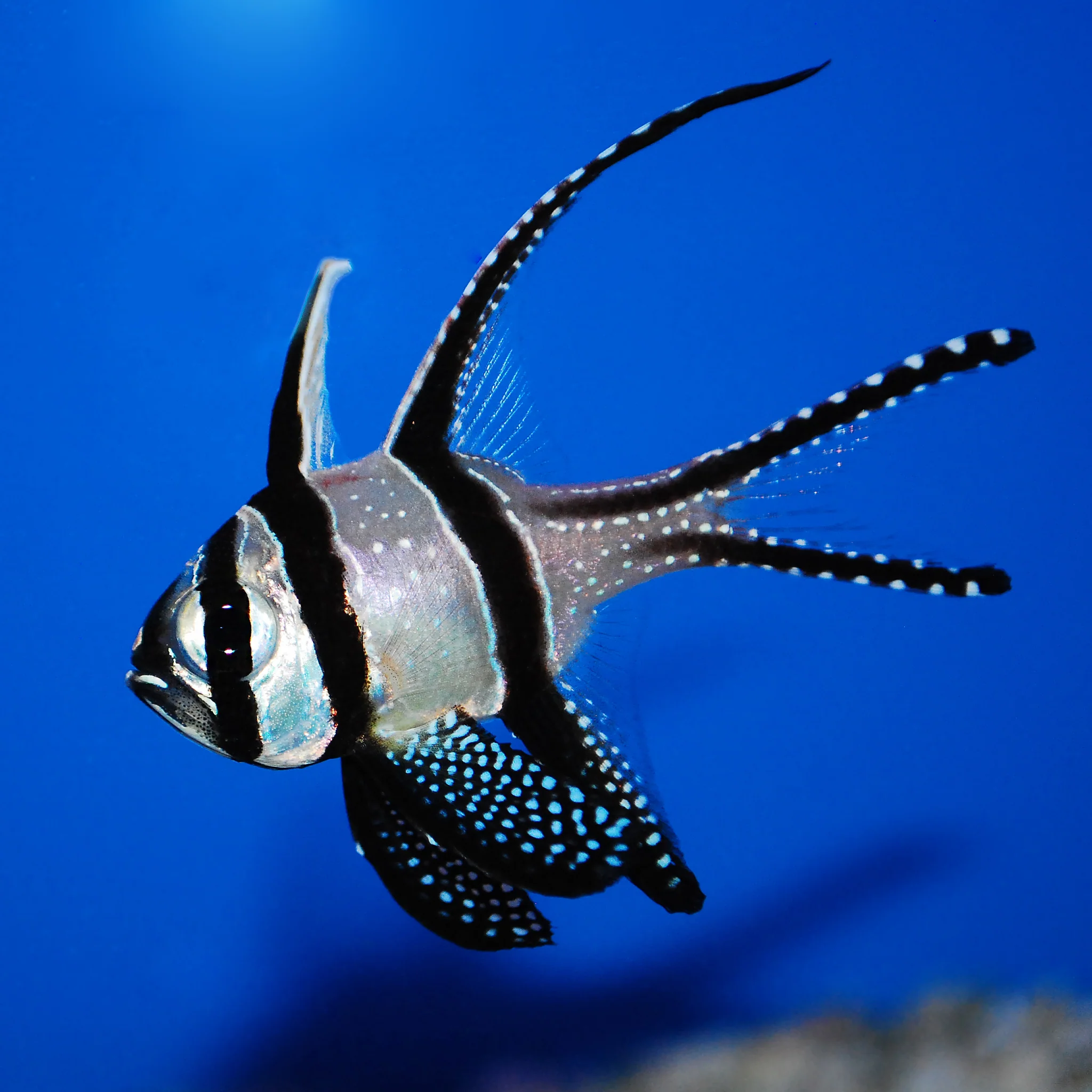 Cardinalfish category for saltwater aquariums