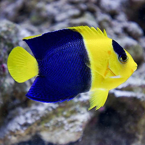 Bicolor Angelfish Centropyge bicolor dwarf angelfish blue yellow