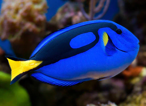 Blue Hippo Tang (Paracanthurus hepatus)
