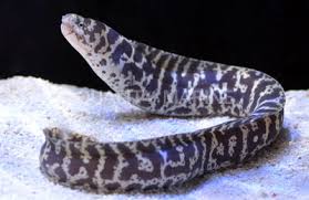 Chainlink Moray Eel pattern saltwater eel