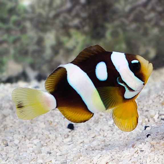 Clarkii clownfish for sale category