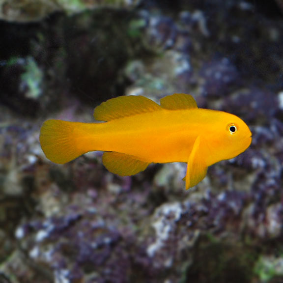 Nano Tank (10–20 Gallon)