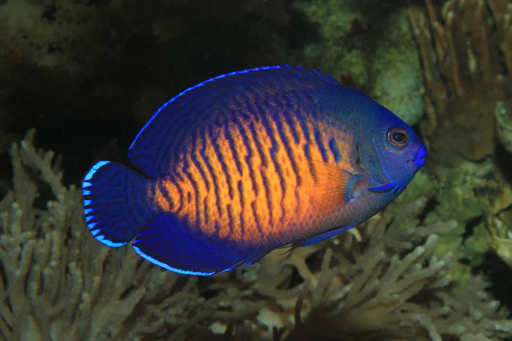 Coral Beauty Angelfish Centropyge bispinosa dwarf angelfish hardy