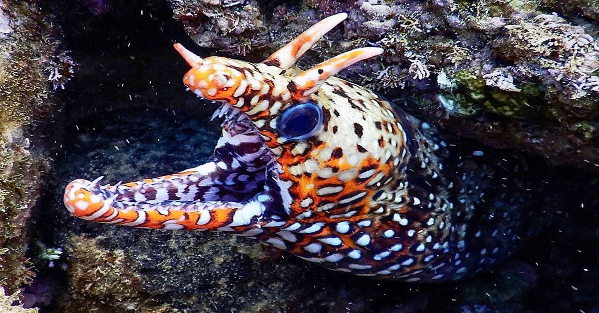 Dragon Moray Eel rare saltwater eel