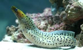 Fimbriated Moray Eel large saltwater eel