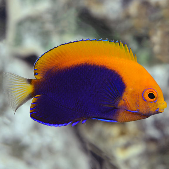 African Flameback Angelfish (Centropyge acanthops)