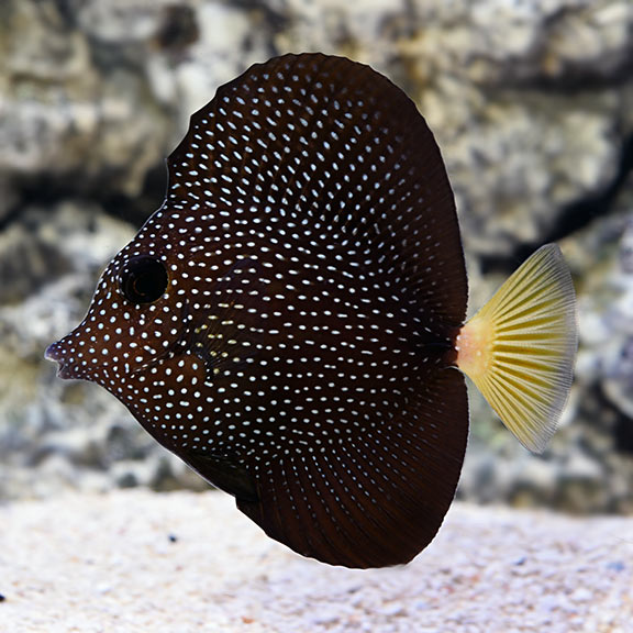 Gem Tang - Africa (Zebrasoma gemmatum)