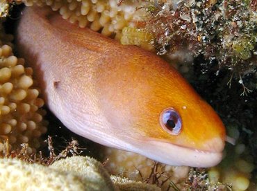 Golden Dwarf Moray Eel yellow reef eel