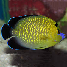Goldflake Angelfish premium large angelfish for saltwater aquariums
