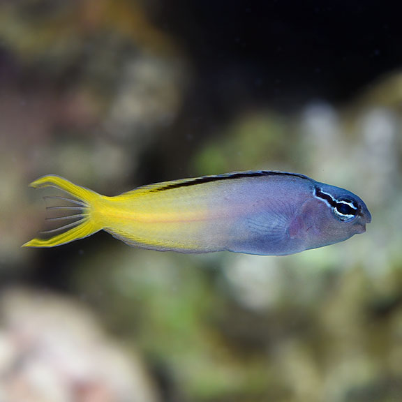 Harptail Blenny (Meiacanthus mossambicus)