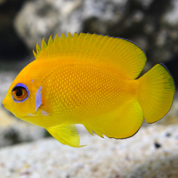 Lemonpeel Angelfish captive bred Centropyge flavissima dwarf angelfish