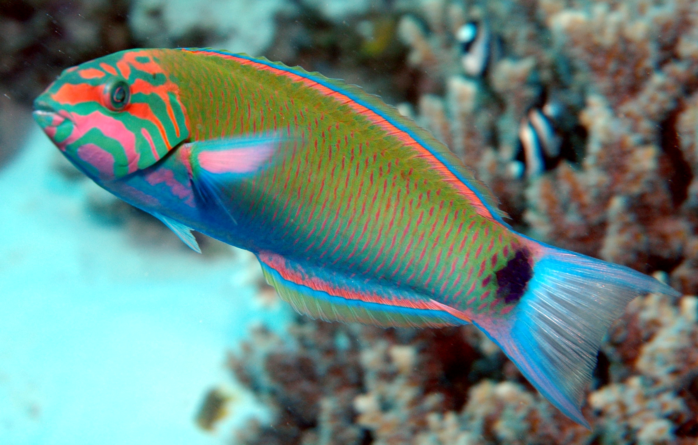 Wrasses category for saltwater aquariums
