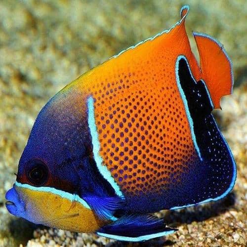 Majestic Angelfish large angelfish for saltwater aquariums