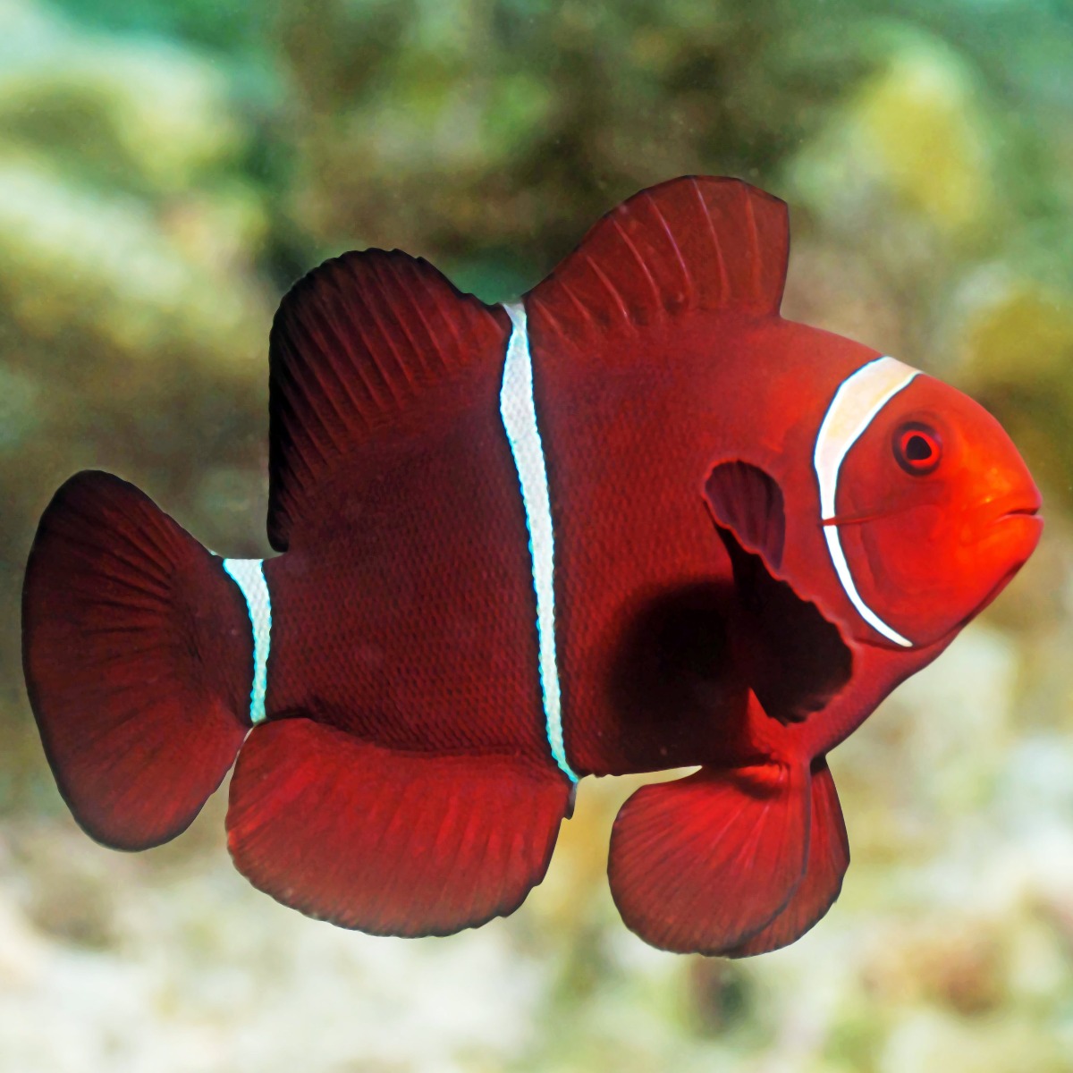 All about Clownfish