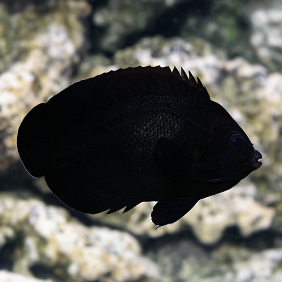 Midnight Angelfish (Centropyge nox)