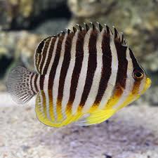 Multi Barred Angelfish – Marshall Islands