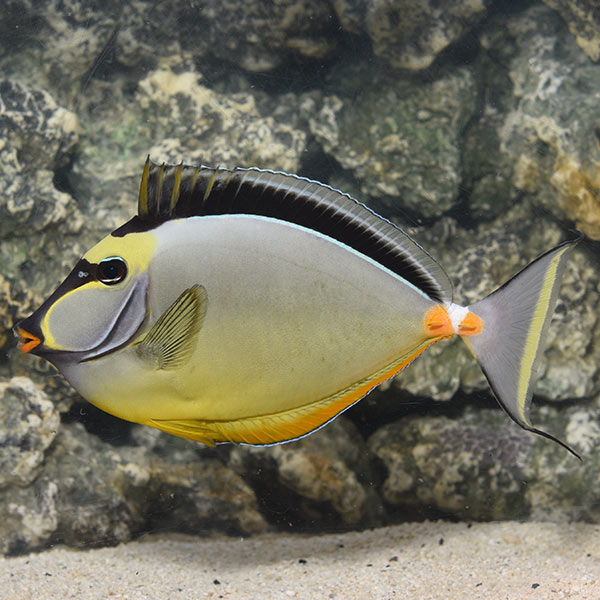 Shop Saltwater Tangs