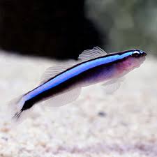 Neon Blue Goby (Elacatinus oceanops) cleaner goby nano reef