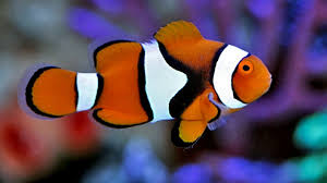 Percula clownfish for sale category