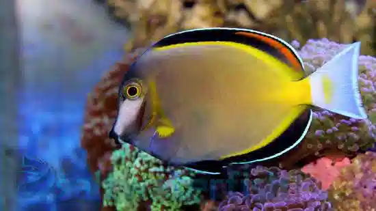 Powder Brown Tang (Acanthurus japonicus)