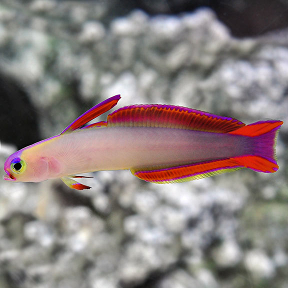 Reef safe fish category for saltwater aquariums