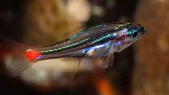 Red Spot Cardinalfish