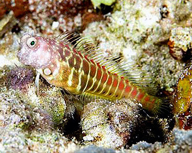 Segmented Sailfin Blenny (Salarias segmentatus)