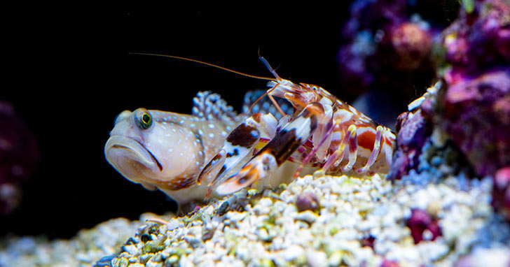Shrimp goby and pistol shrimp pair in reef aquarium burrow