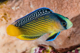 Splendid Dottyback