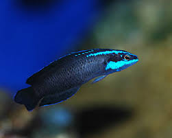 Springeri Dottyback