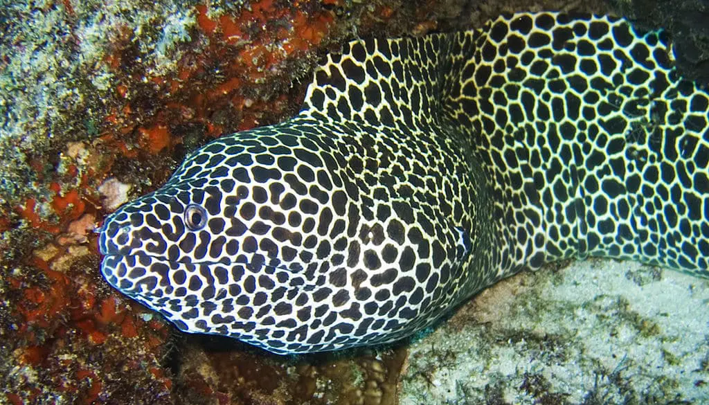 eel category for saltwater aquariums