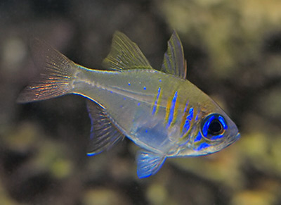 Threadfin Cardinalfish