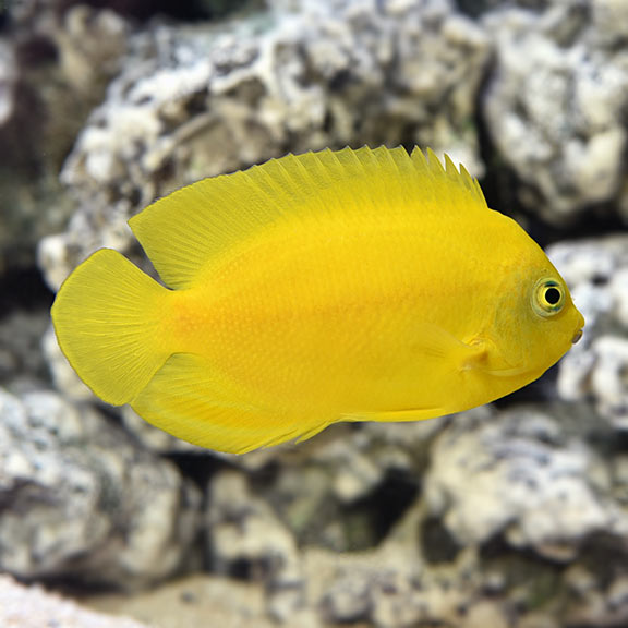 Yellow Angelfish Centropyge heraldi dwarf angelfish peaceful