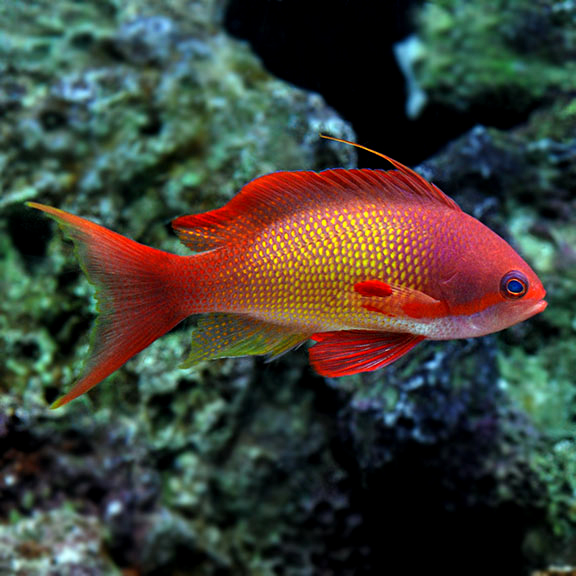 Blennies category for saltwater aquariums