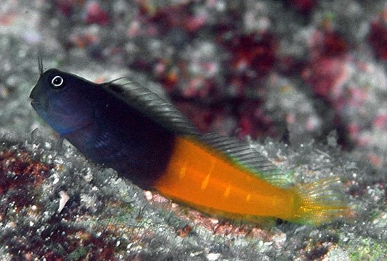 Bicolor Blenny (Ecsenius bicolor)
