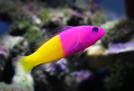 Bicolor Dottyback