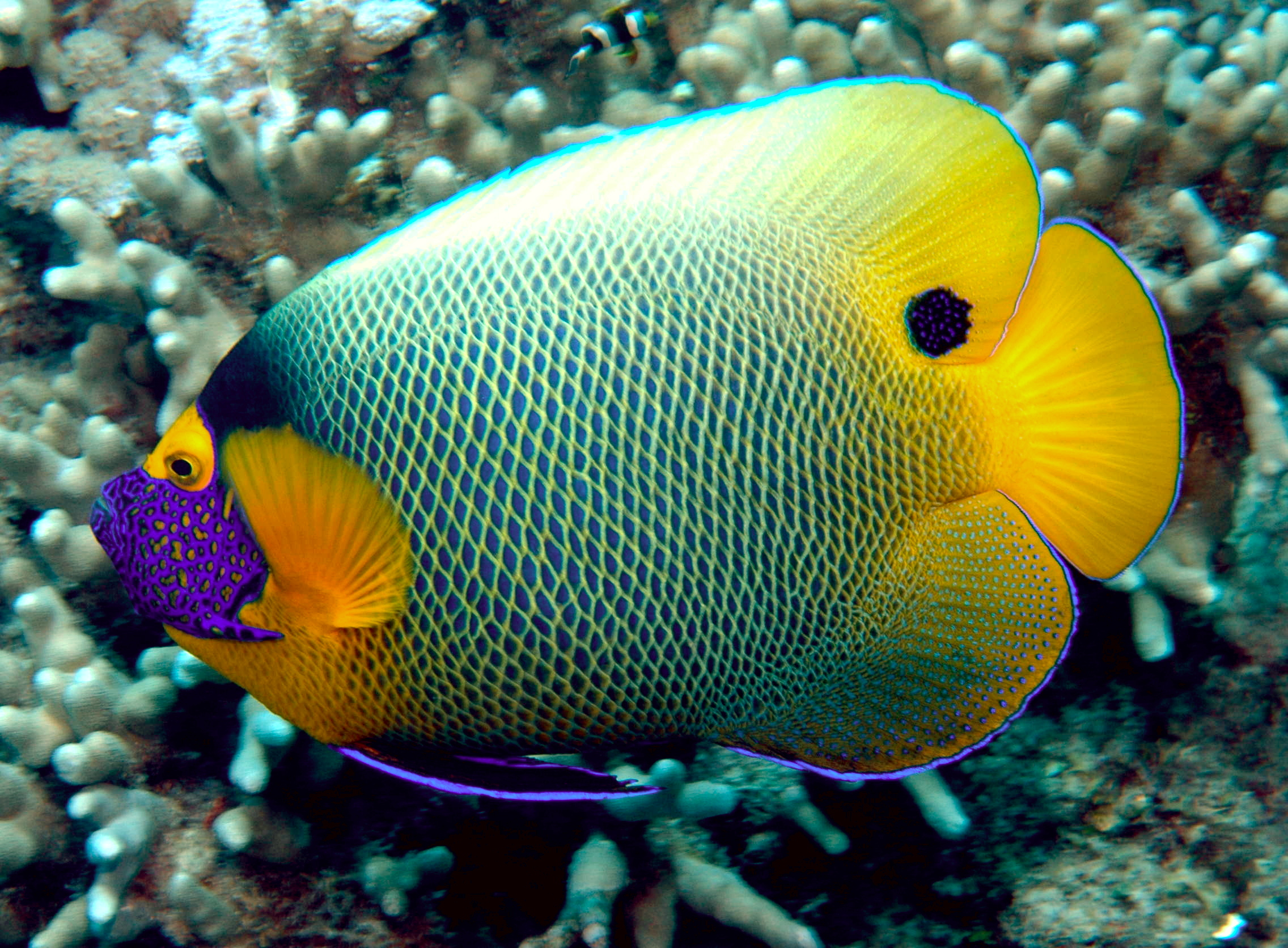 Blueface Angelfish large marine angelfish for sale