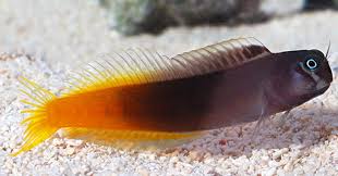 Blennies category for saltwater aquariums