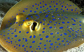 Anthias category for saltwater aquariums