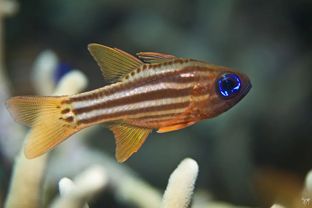 Blue Eyed Cardinalfish