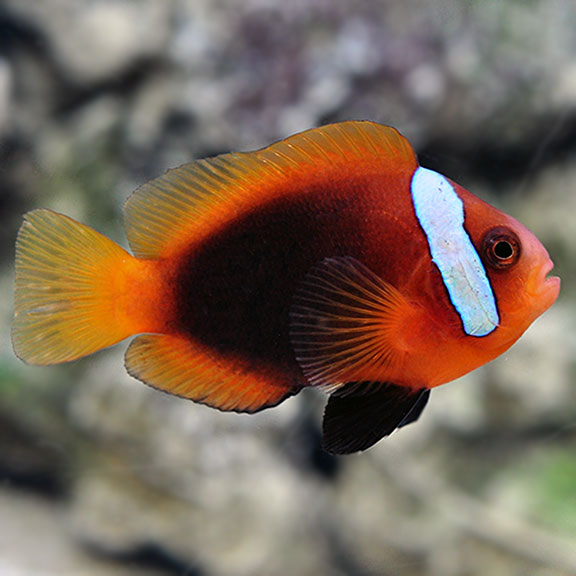 Tomato and cinnamon clownfish for sale category
