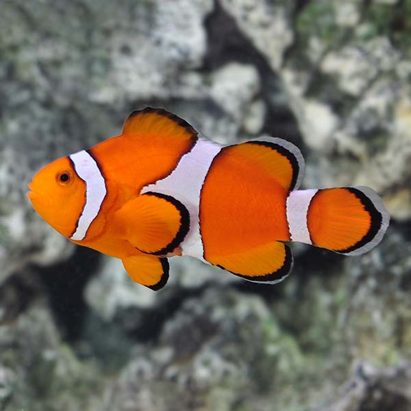 Nemo Aquarium