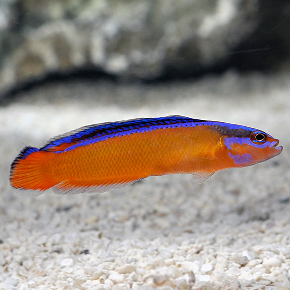 Dottybacks category for saltwater aquariums