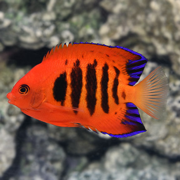 angels category for saltwater aquariums