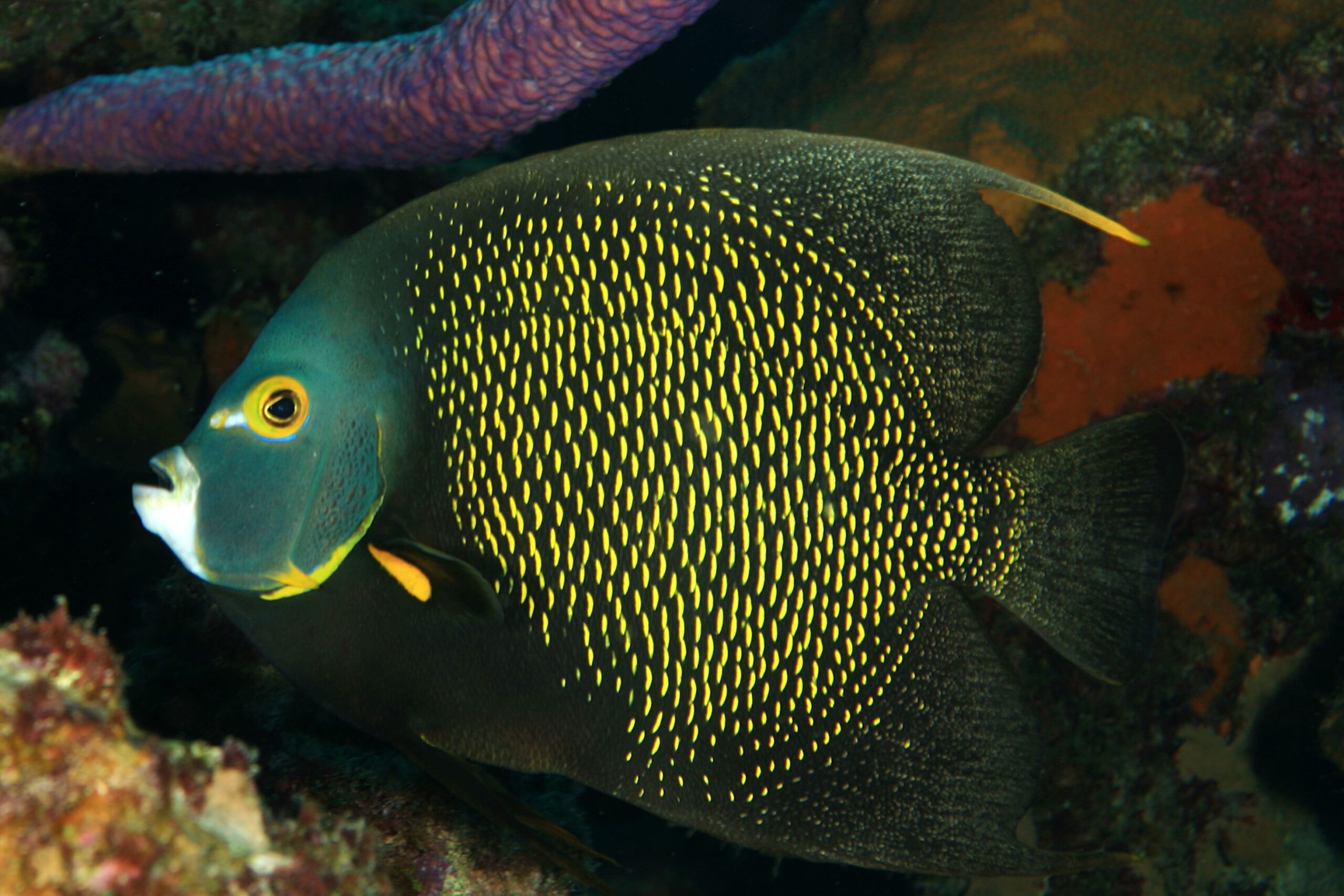 French Angelfish large saltwater angelfish for sale