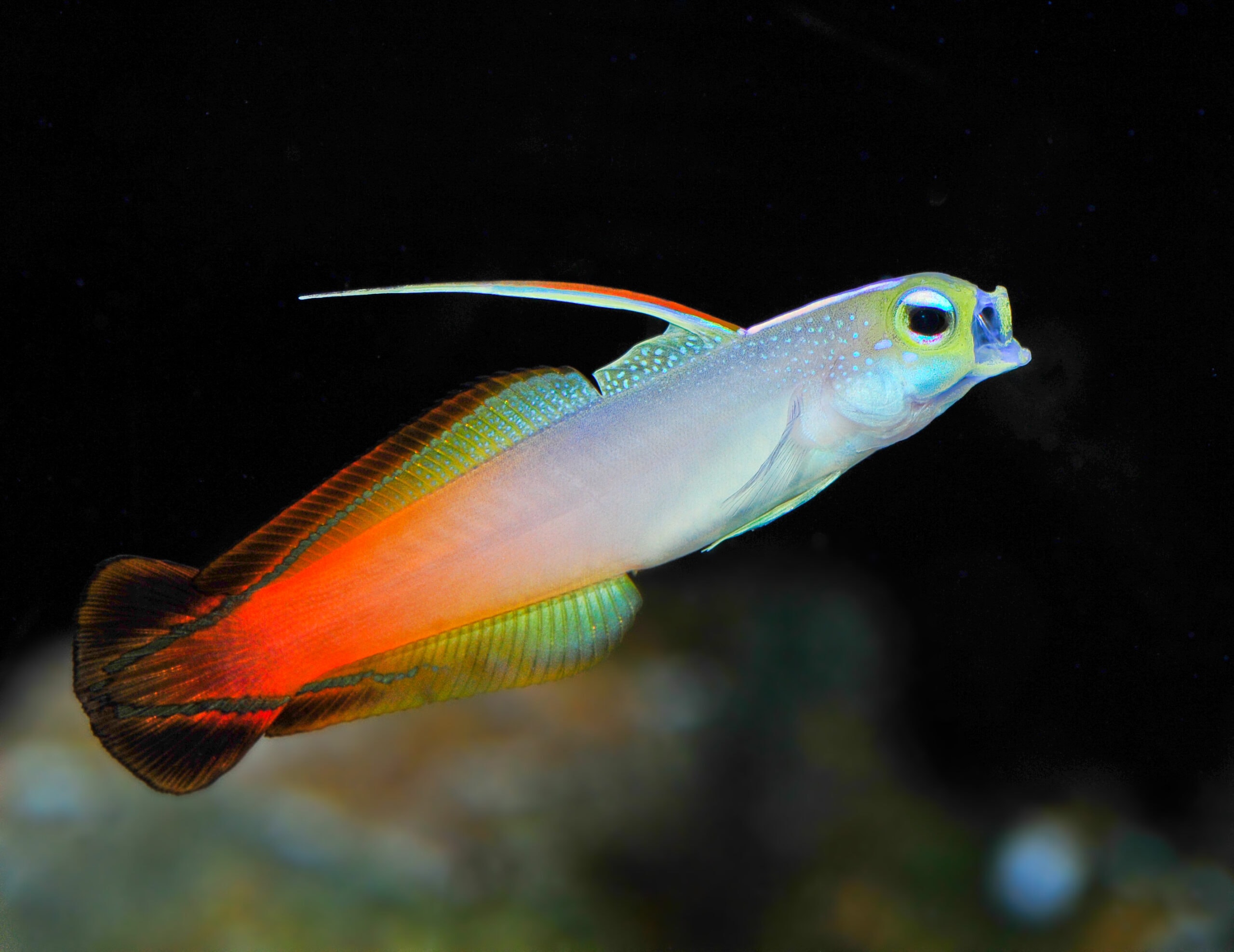 Gobies category for saltwater aquariums