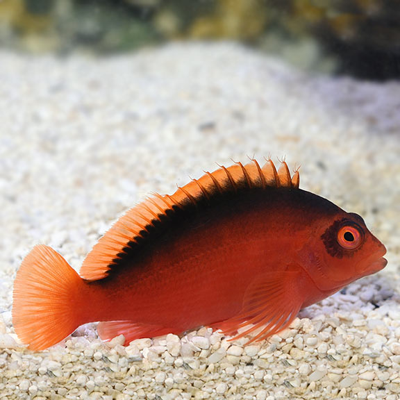 Hawkfish category for saltwater aquariums
