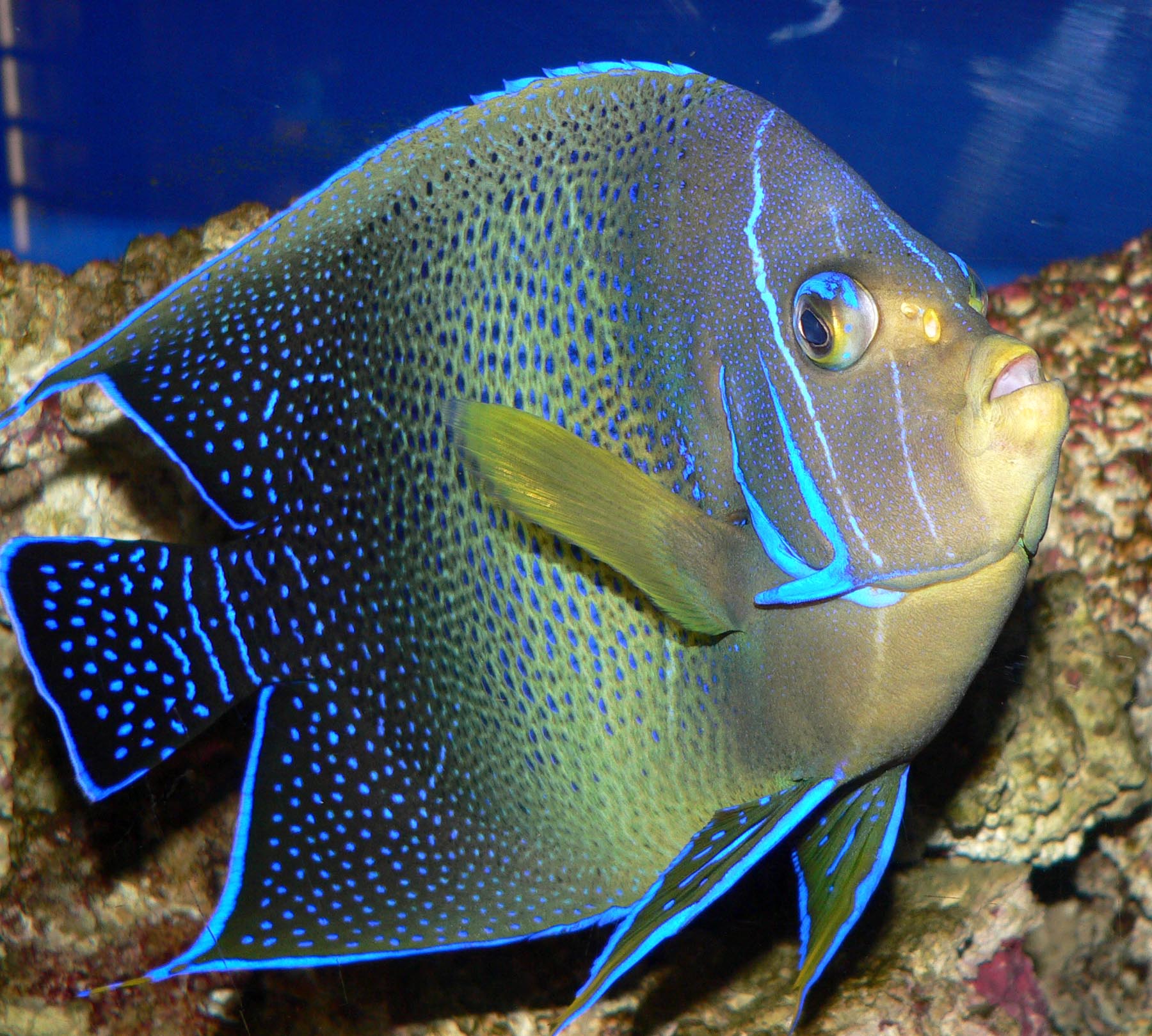 Koran Angelfish large marine angelfish for sale